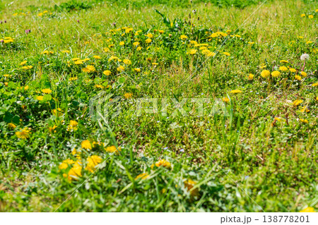 春の草花の風景　タンポポが咲く緑の広場 138778201