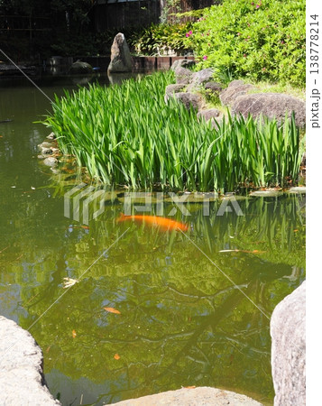 池の鯉 池の鯉 138778214