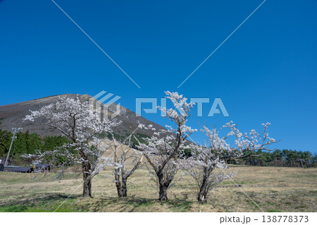 日本の鳥取県の大山の美しい春の桜の風景 138778373