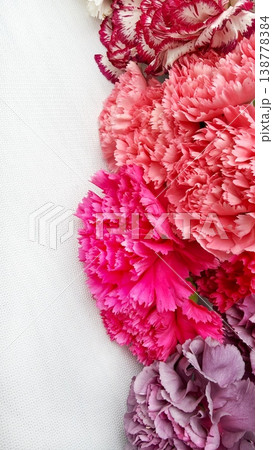 Close-up of Vibrant Pink and Purple Carnations on White Textured Background. Close-up of Vibrant Pink and Purple Carnations on White Textured Background. 138778384