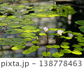 池の水面に静かに咲く二輪の薄紫の睡蓮 138778463