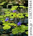 夏の池に青紫の睡蓮が複数咲き広がる風景 138778464