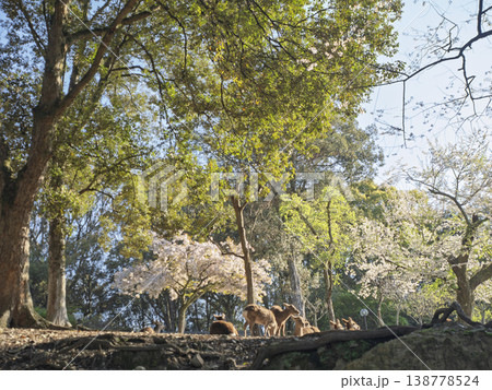 木漏れ日と桜に包まれて、春の森で憩う奈良公園の鹿たち 木漏れ日と桜に包まれて、春の森で憩う奈良公園の鹿たち 138778524