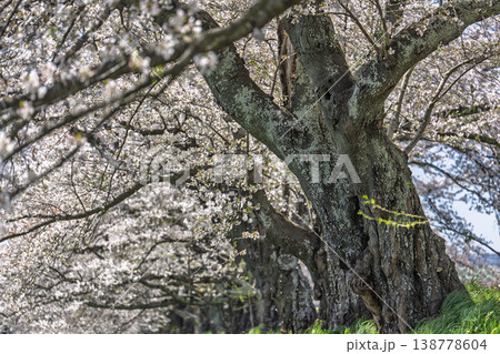 見頃の白石川堤一目千本桜 さくら並木 宮城県大河原町 見頃の白石川堤一目千本桜 さくら並木 宮城県大河原町 138778604