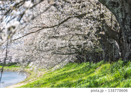 見頃の白石川堤一目千本桜 さくら並木 宮城県大河原町 見頃の白石川堤一目千本桜 さくら並木 宮城県大河原町 138778606