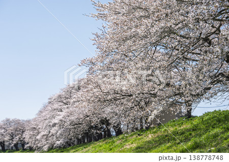 見頃の白石川堤一目千本桜 さくら並木　宮城県大河原町 138778748