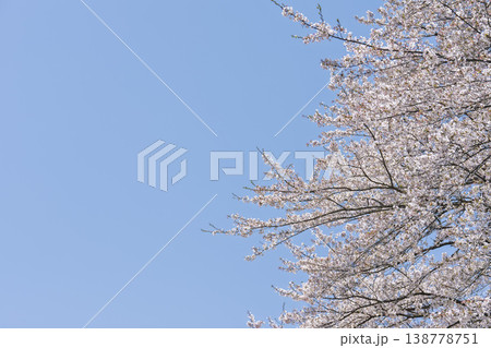 見頃の白石川堤一目千本桜 さくら並木　宮城県大河原町 138778751