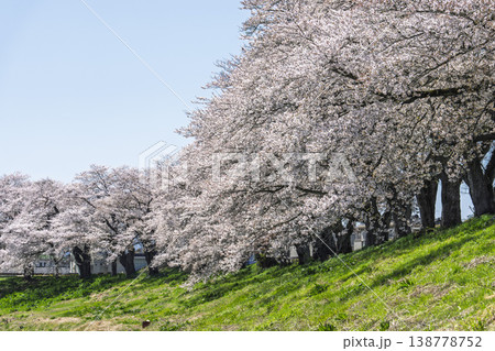 見頃の白石川堤一目千本桜 さくら並木 宮城県大河原町 見頃の白石川堤一目千本桜 さくら並木 宮城県大河原町 138778752
