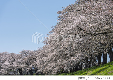 見頃の白石川堤一目千本桜 さくら並木　宮城県大河原町 138778753
