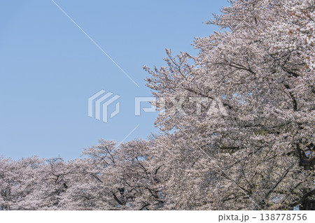 見頃の白石川堤一目千本桜 さくら並木　宮城県大河原町 138778756