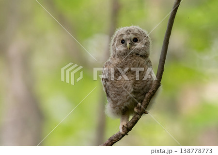 木の枝でたたずむエゾフクロウの子供 木の枝でたたずむエゾフクロウの子供 138778773