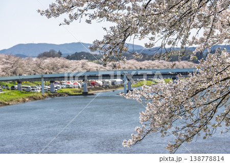見頃の白石川堤一目千本桜 さくら並木　宮城県大河原町 138778814