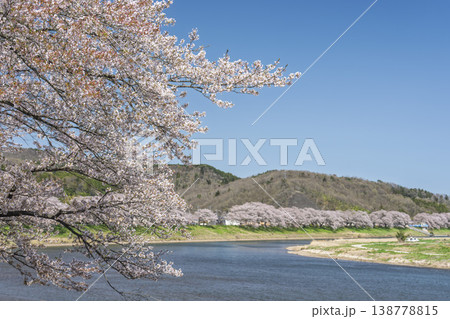 見頃の白石川堤一目千本桜 さくら並木　宮城県大河原町 138778815