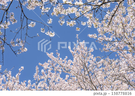 見頃の白石川堤一目千本桜 さくら並木　宮城県大河原町 138778816