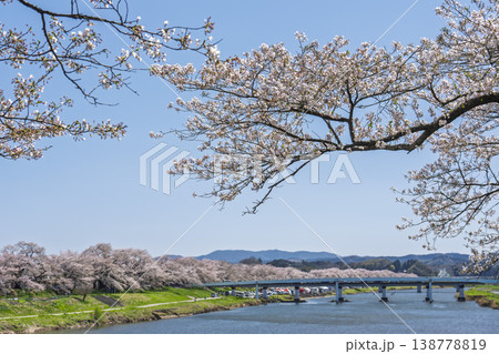 見頃の白石川堤一目千本桜 さくら並木 宮城県大河原町 見頃の白石川堤一目千本桜 さくら並木 宮城県大河原町 138778819