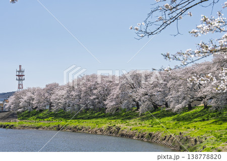 見頃の白石川堤一目千本桜 さくら並木　宮城県大河原町 138778820
