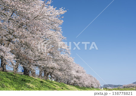 見頃の白石川堤一目千本桜 さくら並木 宮城県大河原町 見頃の白石川堤一目千本桜 さくら並木 宮城県大河原町 138778821