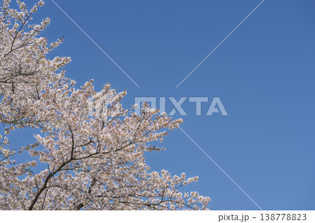 見頃の白石川堤一目千本桜 さくら並木　宮城県大河原町 138778823
