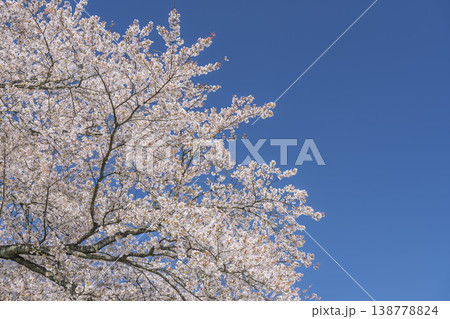見頃の白石川堤一目千本桜 さくら並木　宮城県大河原町 138778824