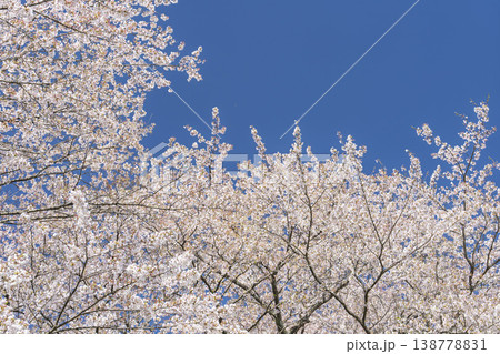 見頃の白石川堤一目千本桜 さくら並木 宮城県大河原町 見頃の白石川堤一目千本桜 さくら並木 宮城県大河原町 138778831