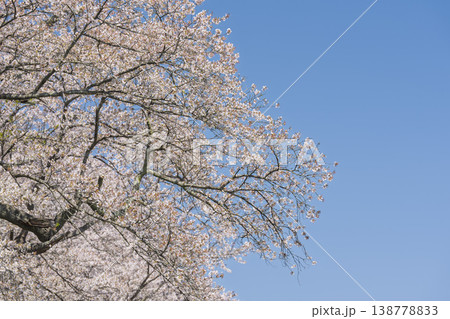 見頃の白石川堤一目千本桜 さくら並木 宮城県大河原町 見頃の白石川堤一目千本桜 さくら並木 宮城県大河原町 138778833