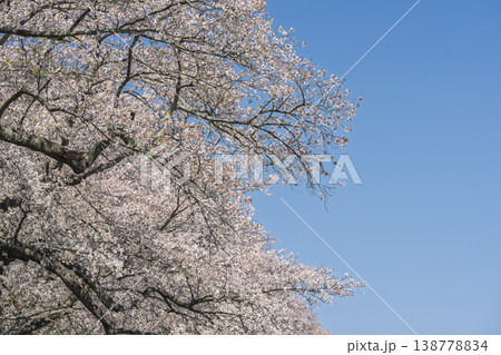 見頃の白石川堤一目千本桜 さくら並木 宮城県大河原町 見頃の白石川堤一目千本桜 さくら並木 宮城県大河原町 138778834