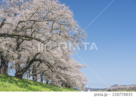 見頃の白石川堤一目千本桜 さくら並木 宮城県大河原町 見頃の白石川堤一目千本桜 さくら並木 宮城県大河原町 138778835