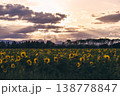 夕日に照らされるひまわり畑 138778847