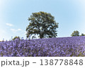 ラベンダーと一本の木 138778848