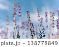 ラベンダーと青空 138778849