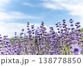 風になびくラベンダー 138778850