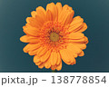 ガーベラ 138778854