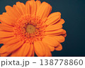 オレンジのガーベラ 138778860