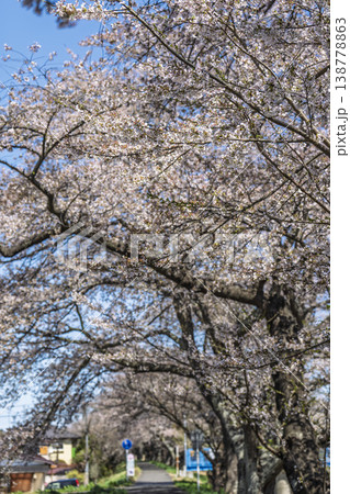 見頃の白石川堤一目千本桜 さくら並木　宮城県大河原町 138778863