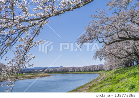 見頃の白石川堤一目千本桜 さくら並木 宮城県大河原町 見頃の白石川堤一目千本桜 さくら並木 宮城県大河原町 138778868