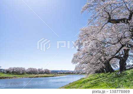 見頃の白石川堤一目千本桜 さくら並木 宮城県大河原町 見頃の白石川堤一目千本桜 さくら並木 宮城県大河原町 138778869