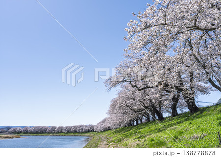 見頃の白石川堤一目千本桜 さくら並木　宮城県大河原町 138778878