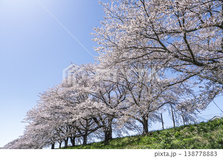 見頃の白石川堤一目千本桜 さくら並木　宮城県大河原町 138778883