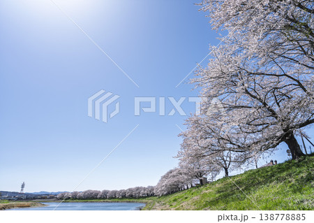 見頃の白石川堤一目千本桜 さくら並木 宮城県大河原町 見頃の白石川堤一目千本桜 さくら並木 宮城県大河原町 138778885