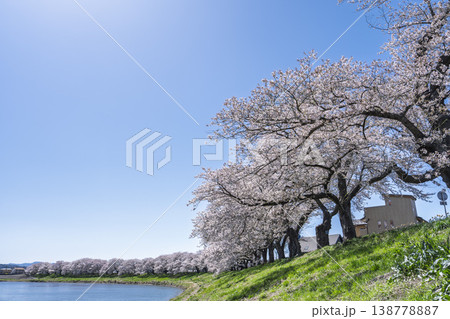 見頃の白石川堤一目千本桜 さくら並木 宮城県大河原町 見頃の白石川堤一目千本桜 さくら並木 宮城県大河原町 138778887