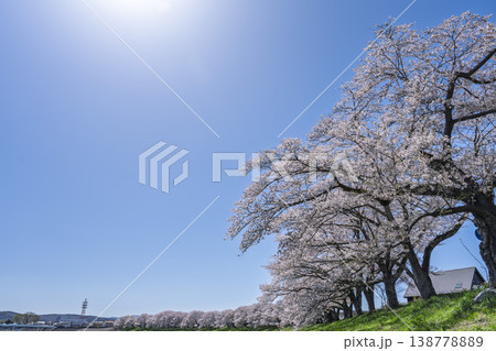 見頃の白石川堤一目千本桜 さくら並木　宮城県大河原町 138778889