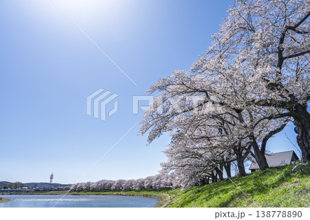 見頃の白石川堤一目千本桜 さくら並木　宮城県大河原町 138778890