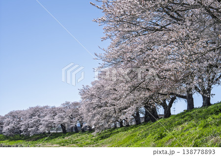見頃の白石川堤一目千本桜 さくら並木 宮城県大河原町 見頃の白石川堤一目千本桜 さくら並木 宮城県大河原町 138778893