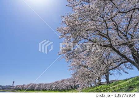 見頃の白石川堤一目千本桜 さくら並木　宮城県大河原町 138778914