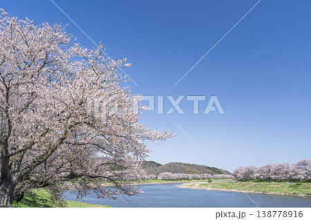 見頃の白石川堤一目千本桜 さくら並木 宮城県大河原町 見頃の白石川堤一目千本桜 さくら並木 宮城県大河原町 138778916