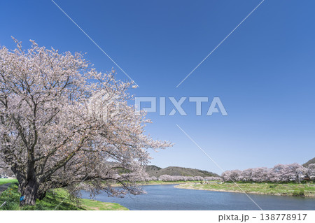 見頃の白石川堤一目千本桜 さくら並木　宮城県大河原町 138778917