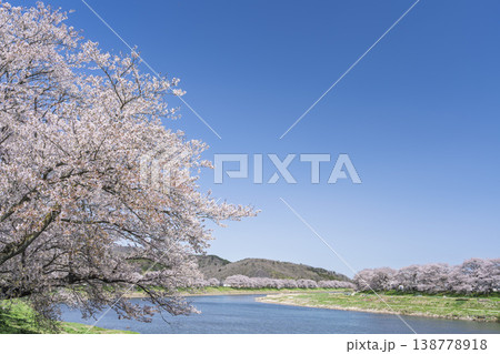 見頃の白石川堤一目千本桜 さくら並木　宮城県大河原町 138778918