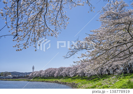 見頃の白石川堤一目千本桜 さくら並木 宮城県大河原町 見頃の白石川堤一目千本桜 さくら並木 宮城県大河原町 138778919
