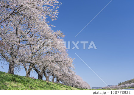 見頃の白石川堤一目千本桜 さくら並木 宮城県大河原町 見頃の白石川堤一目千本桜 さくら並木 宮城県大河原町 138778922