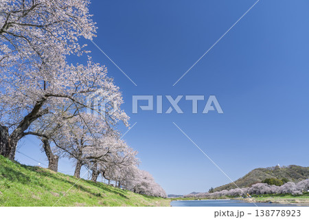 見頃の白石川堤一目千本桜 さくら並木 宮城県大河原町 見頃の白石川堤一目千本桜 さくら並木 宮城県大河原町 138778923
